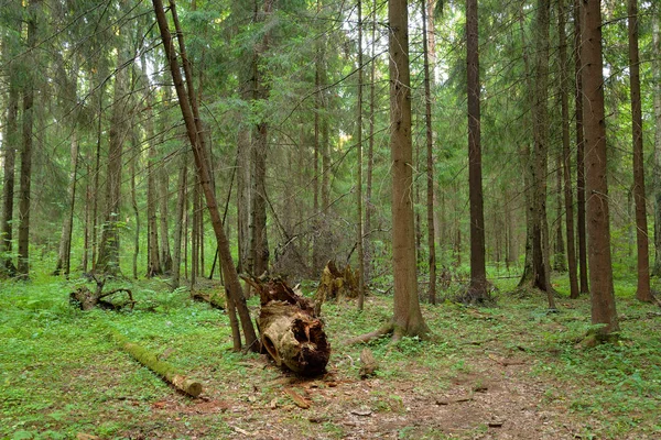 Arbres Tombés Dans Pinède Isthme Carélie Russie — Photo