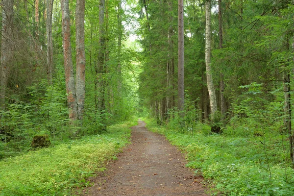 Weg Bos Zomerdag Karelische Landengte Rusland — Stockfoto