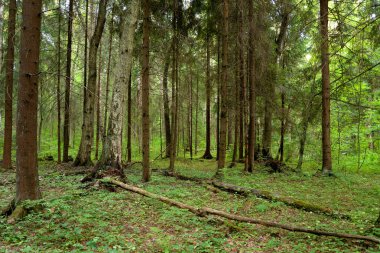 Yaz günü, çam ormanda Karelya Kıstağı, Rusya Federasyonu.