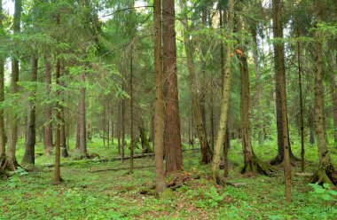 Yaz günü, çam ormanda Karelya Kıstağı, Rusya Federasyonu.