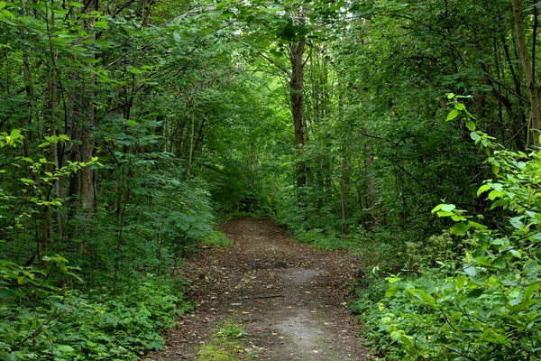 Foresta Decidua Giorno Estate Nell Istmo Della Carelia Russia — Foto Stock