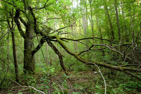 Bosque Caducifolio Día Verano Istmo Carelia Rusia — Foto de Stock
