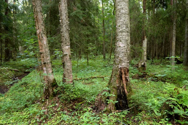 Fenyves Erdővel Nyári Napon Karéliai Földszoros Oroszország — Stock Fotó