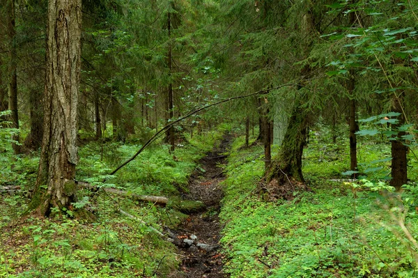 Pine Forest Summer Day Karelian Isthmus Russia — Stock Photo, Image