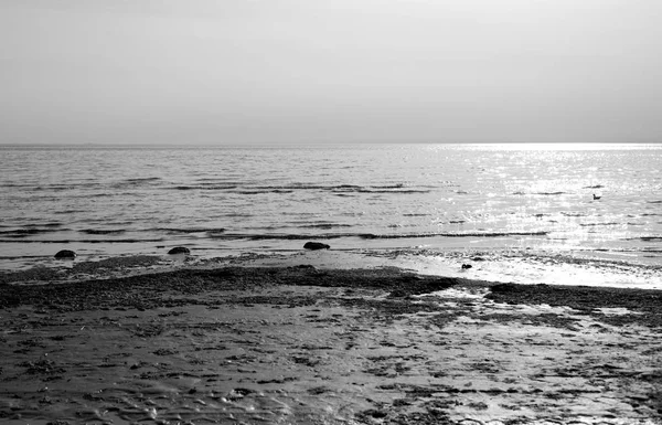 Costa Del Golfo Finlandia Del Mar Báltico Rusia Blanco Negro —  Fotos de Stock