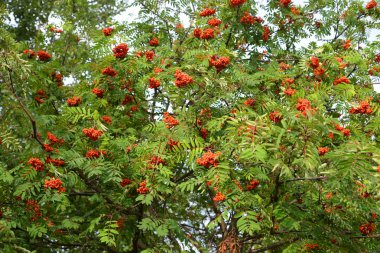 Eylül ayında bir yeşil ağaç üzerinde kırmızı üvez meyveleri..
