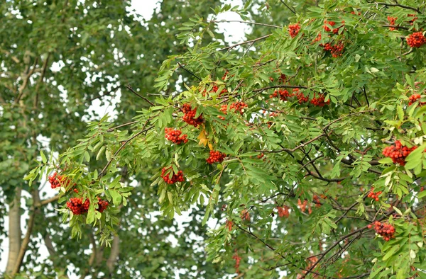 Eylül Ayında Bir Yeşil Ağaç Üzerinde Kırmızı Üvez Meyveleri — Stok fotoğraf