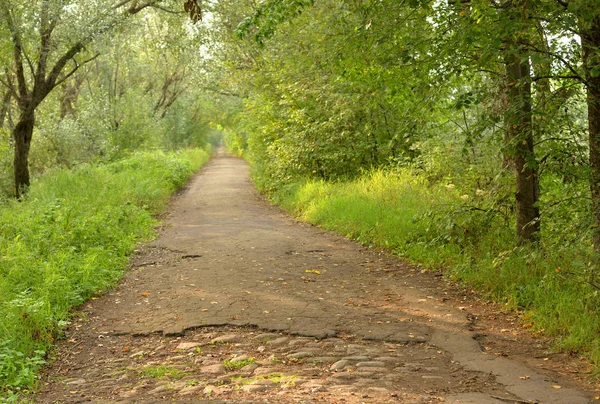 Vägen Lövskog Sommardag Kotlin Ryssland — Stockfoto