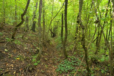 Yaz gününde Duderhof heights, Rusya, yaprak döken orman.