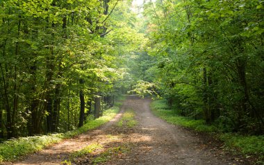 Yaz gününde Duderhof heights, Rusya, yaprak döken orman yol.