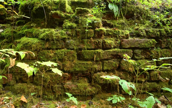 古いれんが造りの苔で覆われているが 背景としても使えます — ストック写真