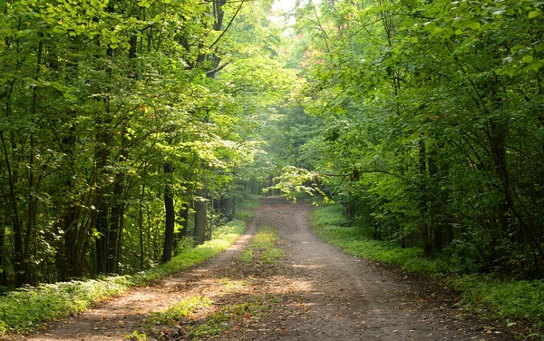 Yaz gününde Duderhof heights, Rusya, yaprak döken orman yol.