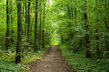 Yaz gününde Duderhof heights, Rusya, yaprak döken orman yol.