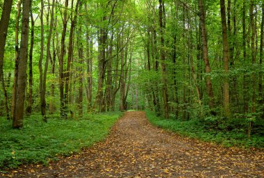 Yolda Duderhof heights, Rusya Eylül gününde, yaprak döken orman.