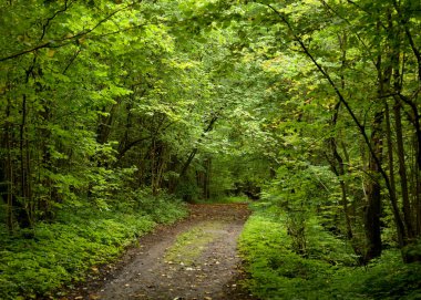 Yaz gününde Duderhof heights, Rusya, yaprak döken orman yol.