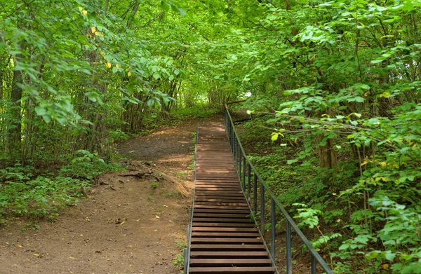 Trappor Lövskog Sommardagen Duderhof Höjder Ryssland — Stockfoto