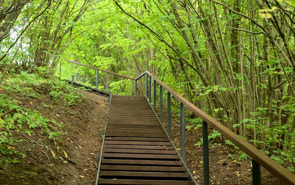俄罗斯杜德霍夫高地夏季落叶森林的阶梯 — 图库照片