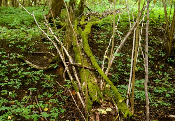 Arbres Tombés Dans Forêt Feuillus Russie — Photo