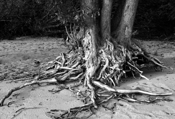 Les Racines Des Arbres Rapprochent Sur Île Kotlin Russie Noir — Photo