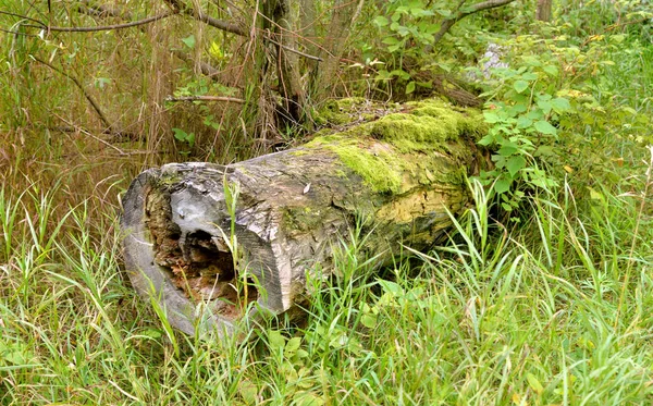 Yaprak Döken Orman Rusya Kotlin Adası Üzerinde Düşmüş Ağaç — Stok fotoğraf