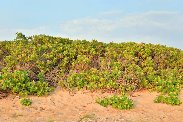 Yabani Gül Çalılar Güneşli Eylül Günü — Stok fotoğraf