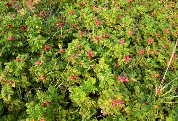 Rosiers Sauvages Jour Ensoleillé Septembre Peut Être Utilisé Comme Fond — Photo