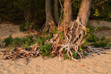 Ağaç kökleri Adası, Kotlin üzerinde Rusya yakın çekim.