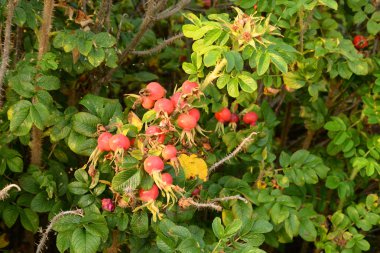 Bush yabani gül meyveler yakın çekim.