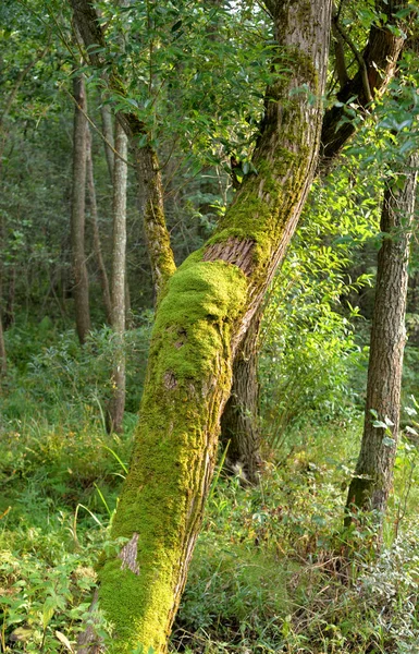 Floresta Caduca Dia Verão Ilha Kotlin Rússia — Fotografia de Stock