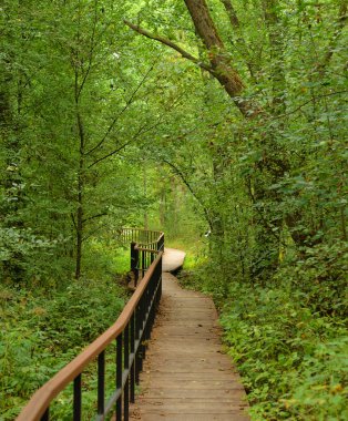 Yaz günü, yaprak döken orman Kotlin, Rusya'nın adada ekolojik yolunda.