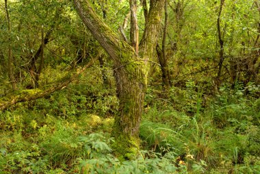 Yaz günü, yaprak döken orman Kotlin, Rusya'nın adada.