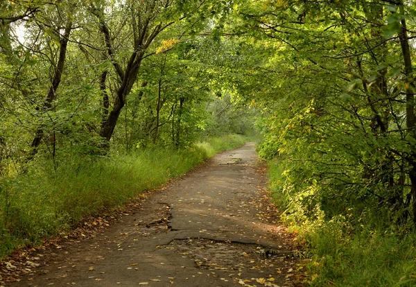 Strada Nella Foresta Decidua Nella Giornata Estiva Sull Isola Kotlin — Foto Stock