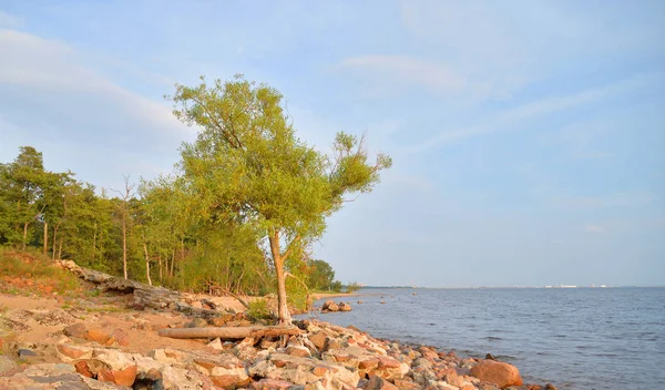 Côte Golfe Finlande Mer Baltique Par Temps Ensoleillé — Photo