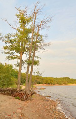 Sahil, Finlandiya Körfezi ile Baltık Denizi'nin güneşli gün.