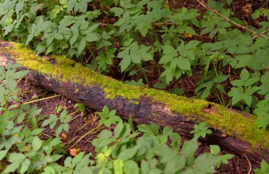 Düşmüş ağaç yaprak döken orman, Rusya Federasyonu.