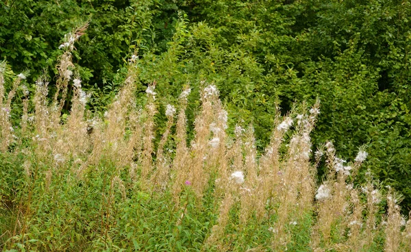 Puszyste Suszone Kwiaty Fireweed Początku Jesieni — Zdjęcie stockowe