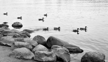 Su ve granit kayalar nehir kıyısında. Siyah ve beyaz.