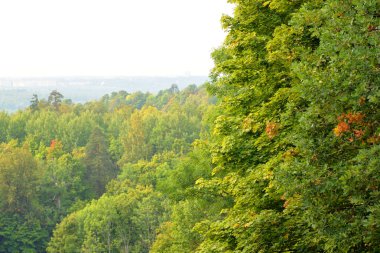 Yaz gününde Duderhof heights, Rusya, yaprak döken orman.