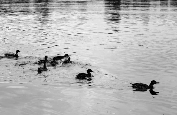 Silhouettes Canards Sur Eau Noir Blanc — Photo