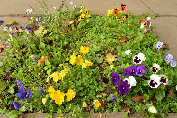 Blumenbeet Mit Stiefmütterchen Aus Nächster Nähe — Stockfoto