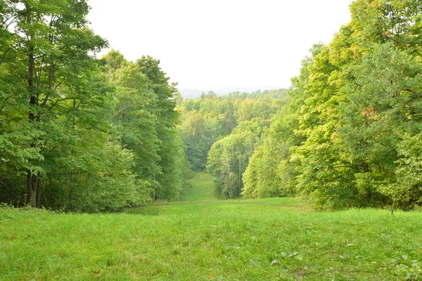 Deciduous Forest Summer Day Duderhof Heights Russia Royalty Free Stock Photos