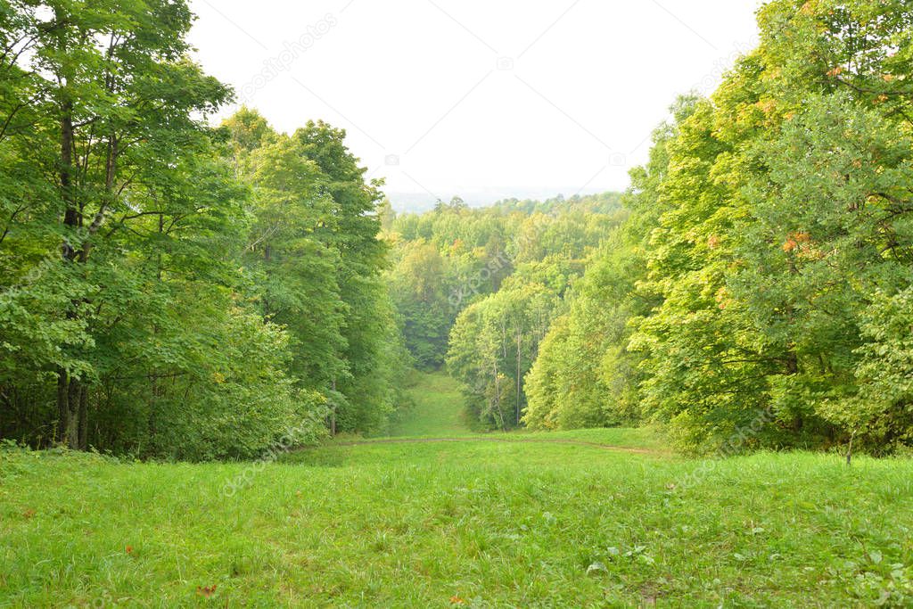 Deciduous forest at summer day on Duderhof heights, Russia.