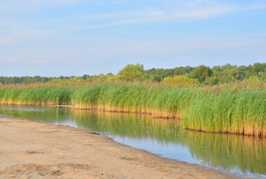 Saz çalılıkları ile güneşli yaz gününde bataklık.