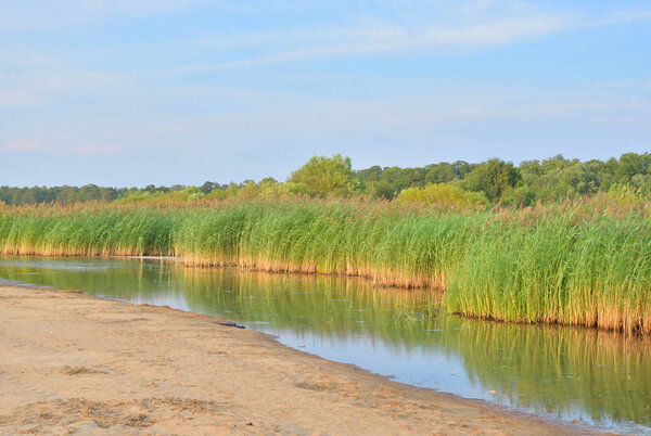 Болото с зарослями сажи в солнечный летний день
.