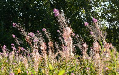 Yaz alan Mor çiçek açan ile fireweed çiçek.