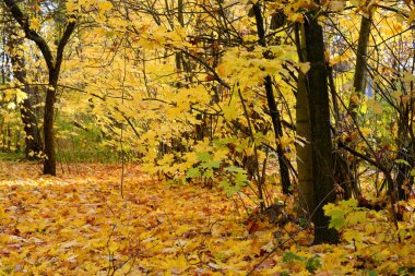 Park sonbahar bulut gün, Rusya Federasyonu.