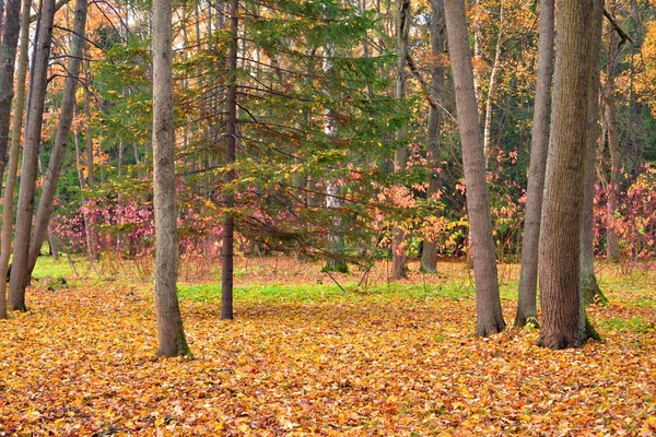 Floresta Outono Dia Nuvem Rússia — Fotografia de Stock