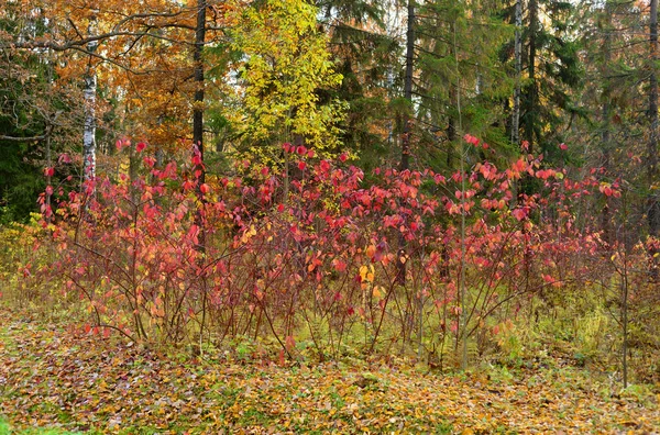 Forêt Automne Par Temps Nuageux Russie — Photo