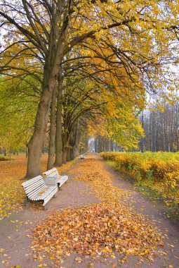 Sokakta park sonbahar.
