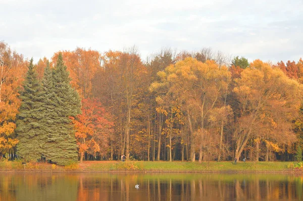 Arbres Automne Dans Parc Sur Côte Étang Russie — Photo